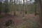 View into a forest with a small pond