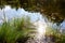 View of the forest swamp. Warm autumn. Lake flora.Natural landscape