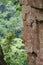 View of forest at Tirathgarh Waterfall from the cliffs side