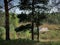 View from the forest to the muddy spring creek of the river through the pine trees