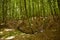 view into a forest trough grass and trees