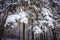 View of the forest, where pine branches are covered with large ones under a layer of pure white snow on a bright winter