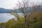 View of forest with withered tree near Togendai Station at Lake Ashi with mountain and cloudy sky background.