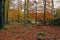 view of a forest with young trees in colorful autumn tones and red-brown leaves on the ground