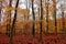 view of a forest with young trees in colorful autumn tones and red-brown leaves on the ground