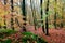 view of a forest with young trees in colorful autumn tones and red-brown leaves on the ground