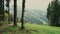 A view of the forested slopes of the mountains landscape with evergreen conifers through the trees.