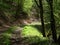 A view of a forrest trail in Luxembourg