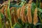 View of foxtail millet immature seedhead on the summer countryside field