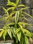 The view fresh green leaves of japanese bamboo plant ( Dracaena golden white)