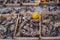 View of fresh oysters in wooden boxes for sale at fish market.