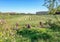 View of a freshly mown meadow in De Betuwe region