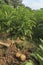 View of freshly picked potatoes and pickaxe on vegetables garden.Harvest, farming and agriculture concept