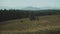 View from front window in the car ,car is driving on empty mountain road,slow motion.Sheep graze in the field.Road trip