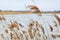 View of a Frozen Fishpond Through Reeds in Winter