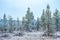 View of the frozen pinetree forest late fall