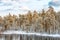 View of the frozen pinetree forest and river