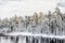 View of the frozen pinetree forest and river