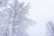 View of frozen tree against forest. Blue tone. Rural landscape