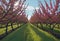 View of a fruitful apple orchard with trees and fruits. View of an agricultural field. Apple trees. Natural example