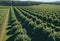 View of a fruitful apple orchard with trees and fruits. View of an agricultural field. Apple trees. Natural example