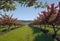 View of a fruitful apple orchard with trees and fruits. View of an agricultural field. Apple trees. Natural example