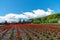 View of full bloom colorful multiple kind of flowers