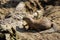 View of full body black-tailed prairie dog at a burrow entrance