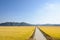 View of full ripen golden rice paddy in autumn