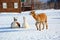 view of funny alpacas in winter in the park
