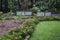 View of garden bed using a dwarf banksia as a border hedge