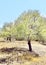 A view of the garden of olive trees on a sunny day