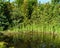 View of garden pond with blooming yellow flower Iris pseudacorus yellow flag, yellow iris with evergreens on the shore.