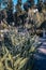 View of a garden pond filled with blossoming aquatic plant concept photo