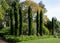 View of the garden at RHS Wisley, Surrey UK with cluster of tall Italian cypress trees, taken on a sunny autumn day.