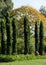 View of the garden at RHS Wisley, Surrey UK with cluster of tall Italian cypress trees, taken on a sunny autumn day.