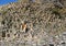 The view of Garni basalt Canyon in Armenia