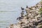 A view of a geese on the shoreline of Boddington Reservoir, Northampton, UK