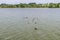 A view of a geese swimming out into Boddington Reservoir, Northampton, UK