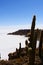 View of Gian cactuses and Salar de Uyuni Salt Flat or salt lake, a popular travel destination, from Incahuasi island, Potosi,