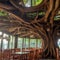 view of giant banyan tree in the shop