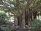 View of giant Ficus socotrana with vertical roots in botanical garden, Jardin Botanico Canario Viera y Clavijo, Tafira