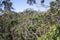 A view of the giant trees in Tree Top Walk in Walpole