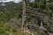 View of glade, grass and broken trunk on the ecological walk toward Maliovitza peak in Rila mountain