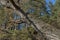 View of glade, grass and broken trunk in root at Balkan mountain