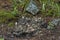 View of glade, grass and group inedible little mushroom or Galerina pumila in Rila mountain