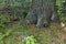 View of glade, grass and part of trunk a living organism in middle part at Rila mountain toward Maliovitza peak