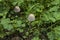 View of glade, grass and two inedible little mushroom or Galerina pumila in Rila mountain