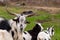 View on a goat flock standing on the fields