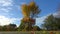 View at a golden autumn tree close to a road with flying leaves and crossing cars